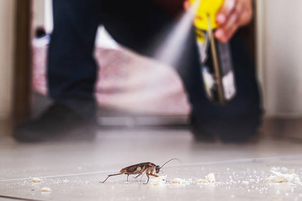 Best Bed Bug Extermination  in Toulon, IL